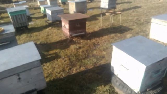 Спасённые семьи(отводки) от голода зимой смотреть онлайн