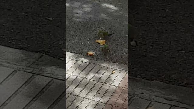 Попугаи на улицах Мадрида))) смотреть онлайн
