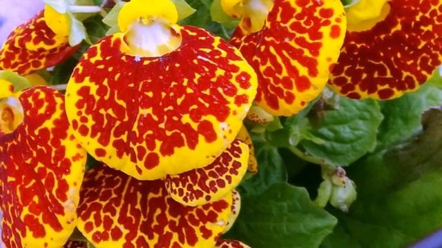 ФЕСТИВАЛЬ ОРХИДЕЙ. ЧАСТЬ 4. ЯРМАРКА, ТАНЦЫ И ТУФЕЛЬКА ВЕНЕРЫ смотреть онлайн