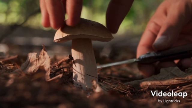 White Rabbit (Music Video) -Jefferson Airplane-