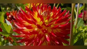 10 сортов георгинов с крупными и очень красивыми цветами!