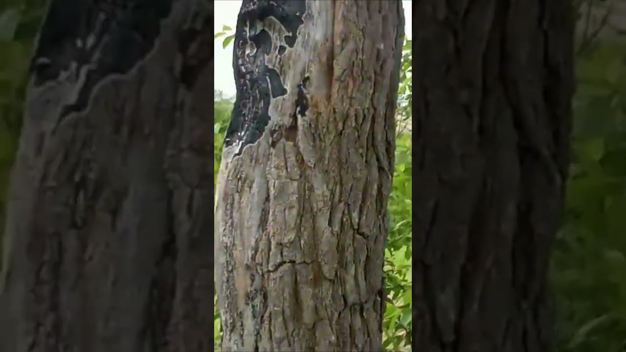 Странные крики кому то подражает#shortvideo #shorts #short #shortsyoutube смотреть онлайн