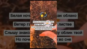 допой песню своим голосом