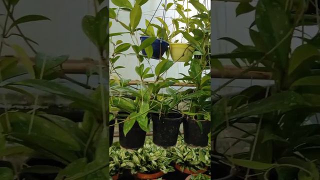 INDOOR PLANTS AT VERY VERY CHEAP RATE смотреть онлайн