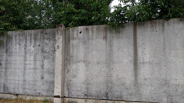 Белка Животное Видео смотреть онлайн