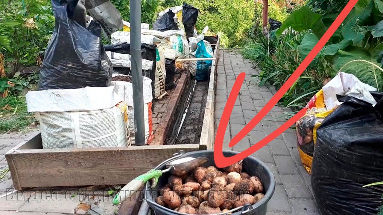 Выращивание КАРТОФЕЛЯ в МЕШКАХ с ореховой листвой и пищевыми отходами. УРОЖАЙ КАРТОШКИ в мешках. смотреть онлайн