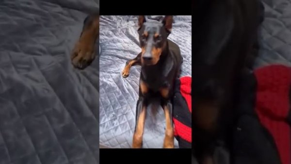 Funny pet | Смешные животные Подборка