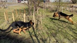 Что делать если собаку укусил клещ или вы нашли клеща присосавшегося к собаке.