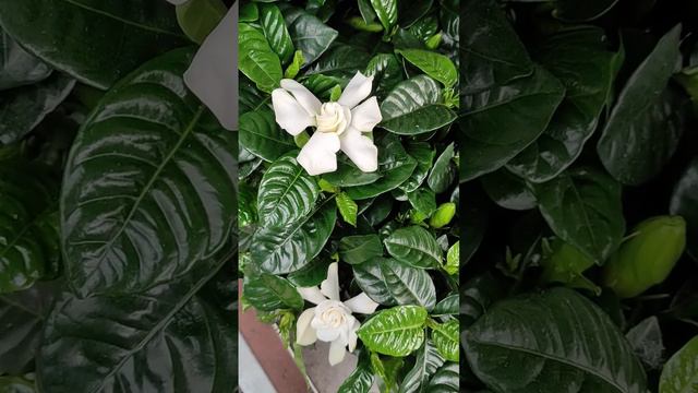 Завоз гардений в Нидерландах#гардения#красивые цветы#ароматгардениив парфюмерии#цветыкакурозы смотреть онлайн