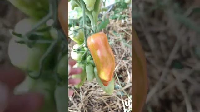 Томат Каспар Полосатый. Семена у Регишки 89191516761 Вацап пишите смотреть онлайн