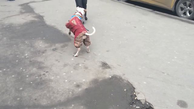 питуль Дуся: тренировка по послушанию у метро смотреть онлайн