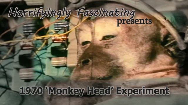 1970 Monkey Head Experiment - Docushort - Horrifyingly Fascinating
