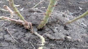 Когда пересаживать розы с одного места на другое