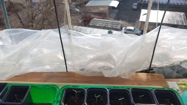 Выращивание томатов в подвесной грядке на балконе. Первые всходы. Парничок для рассады. смотреть онлайн