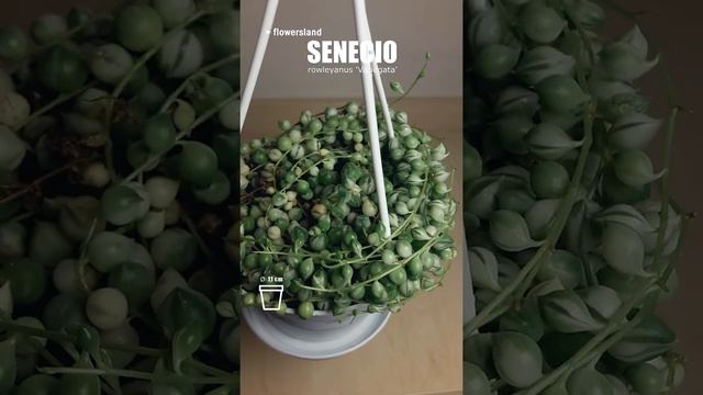Сенецио роулеианус 'Вариегата' (Senecio rowleyanus 'Variegata') @FlowersLand смотреть онлайн