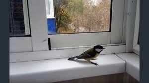 Синичка на окне: примета к добру или худу?