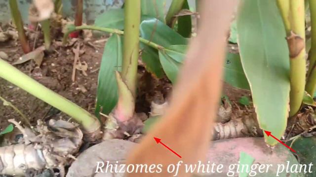 Flowers That Have An Extremely Good Smell- White Ginger Lily, Gardenia/gandhraj, Champa.