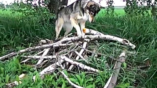 Собака Герда мышкует смотреть онлайн