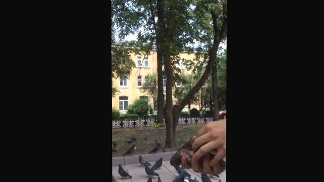 Ловля голубя смотреть онлайн