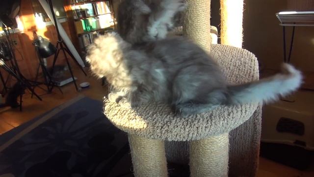 Котенок черный дым мейн-кун 2.5 месяца смотреть онлайн