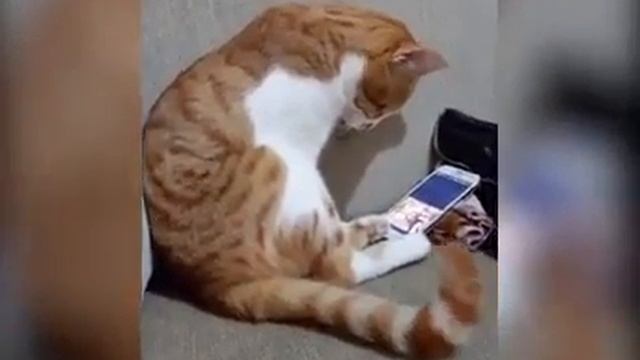 #кот смотрит видео погибшего своего хозяина в телефоне, он умер когда то смотреть онлайн