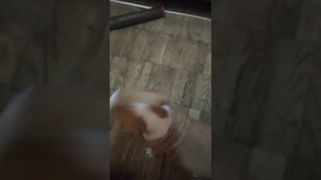 вторая девочка питбуль