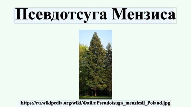 Псевдотсуга Мензиса смотреть онлайн