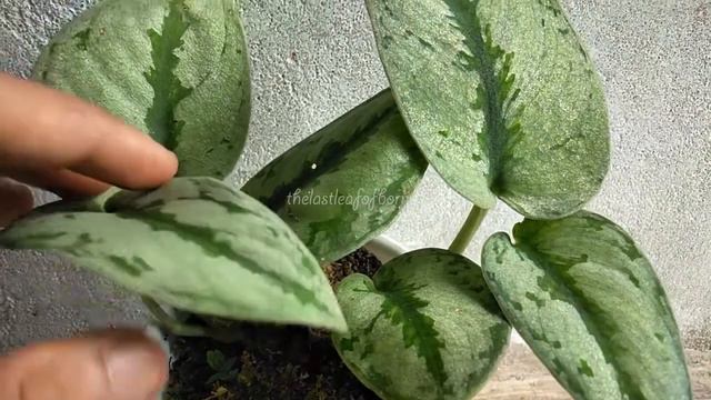 waw rare plants | Scindapsus Pictus Silver Sp смотреть онлайн