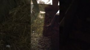 ///////Что делать если индоутки несутся в одно гнездо??? //////////