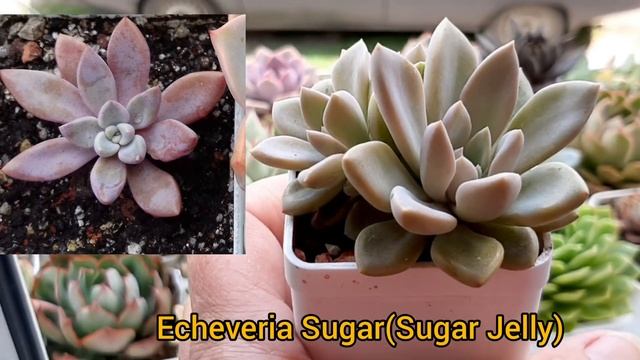 Суккуленты.Виды.Рубрика "было-стало".Часть 2. смотреть онлайн