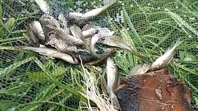 Опробуємо раколовки зонтік смотреть онлайн