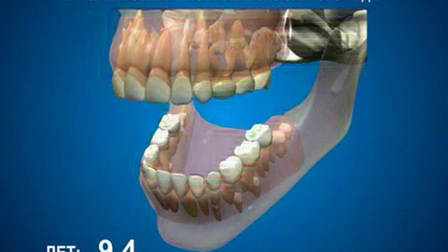 Физиологические изменения в полости рта   Сроки прорезывания молочных зубов и формирования постоянн