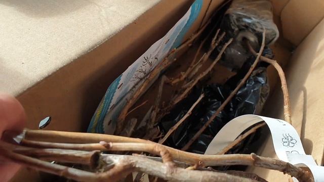 Саженцы Сады России Обзор Посылки. Обзор Саженцев.