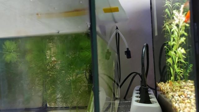 Отсадил беременную самку меченосца в нерестовик!!! смотреть онлайн