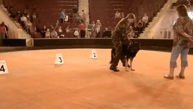 2012 год г. Рязань эксперт Швец И.Л ринг вео.mp4 смотреть онлайн