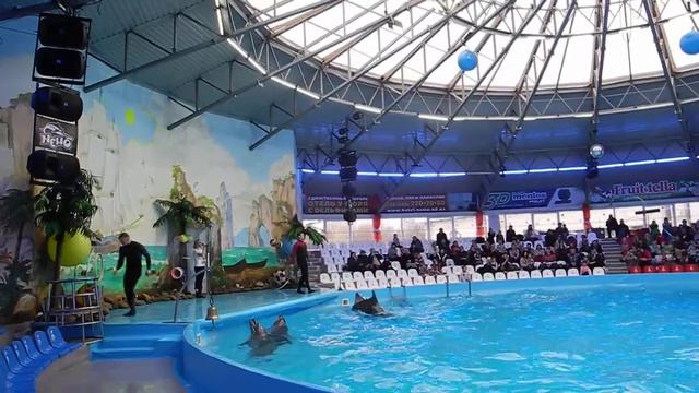 Дельфины крутят круги в Киевском дельфинарии смотреть онлайн