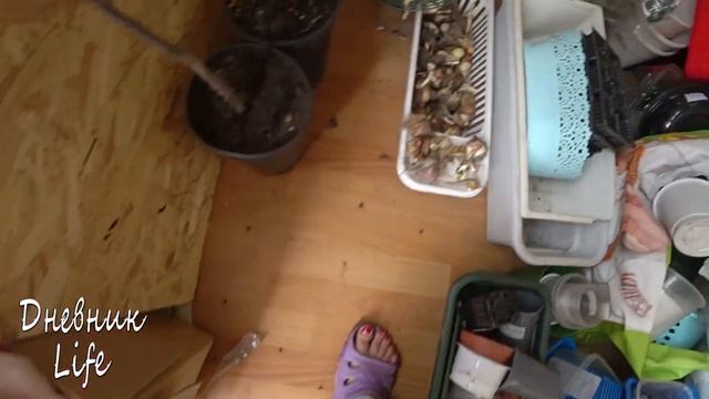 ПОКУПКИ ДЛЯ ДАЧИ // КУПИЛИ САЖЕНЦЫ // ВЫКОПАЛА ТЮЛЬПАНЫ // ПОСТЕЛИЛИ ПОЛ // Дневник Life смотреть онлайн