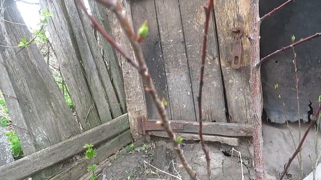 Ночью мне стукнуло и морковь в дар.Индюшки плюс бройлеры смотреть онлайн