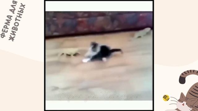 СМЕШНЫЕ МОМЕНТЫ С ЖИВОТНЫМИ: ОБЕЗЬЯНА, КОШКИ, СОБАКИ И ДРУГИЕ/ РЖАКА ПОЛНАЯ С ЖИВОТНЫМИ НАШЕГО МИРА смотреть онлайн