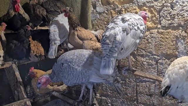 Продал их всех/Опять пополнение/Что делать с утятами/Распродажа продолжается смотреть онлайн