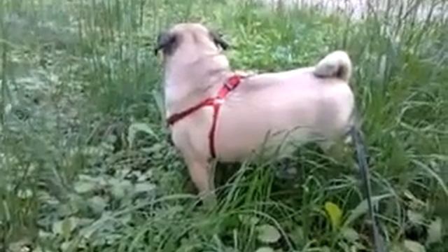Как хорошо на природе! Favorite dog. смотреть онлайн