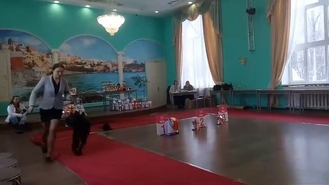 21.01.2016 г. Тула, монопородная выставка кане корсо ранга ПК. Эксперт Сударикова, сравнение на ЛК. смотреть онлайн