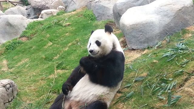 Панда кушает (Ocean Park in HongKong) смотреть онлайн