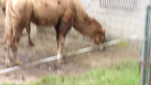 On Loncation: Bactrian Camel