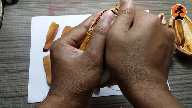 Mahogany Seeds || I Just Got A Seed Pod