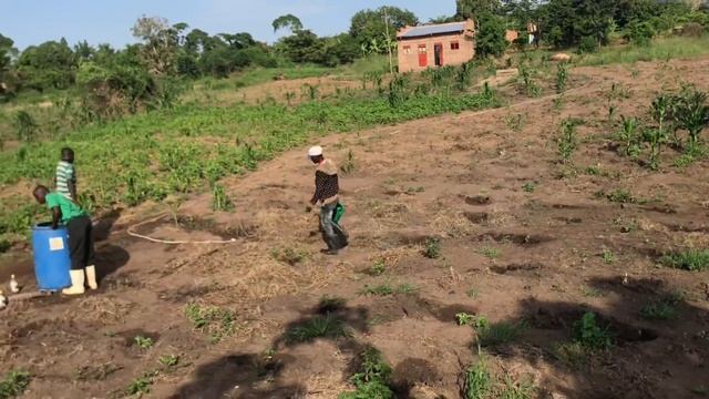 KALITUNSI / EUCALYPTUS TREE GROWING IN UGANDA ?? #farming #eucalyptus смотреть онлайн