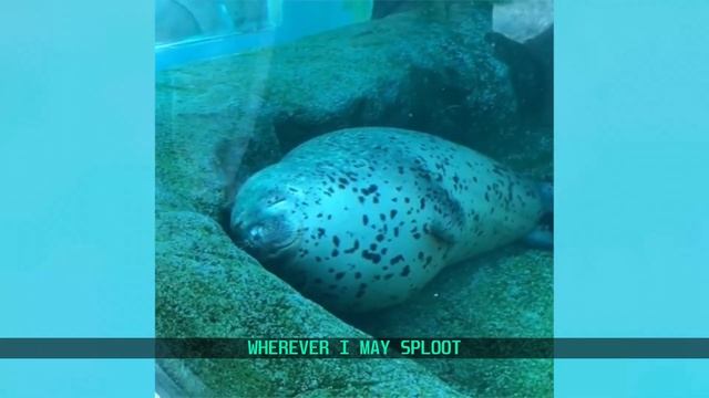 ARCTIC CHONK - WHEREVER I MAY SPLOOT смотреть онлайн