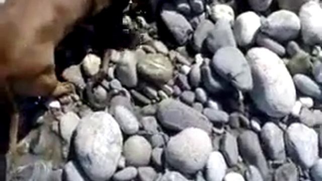 Такса атакует !!!!!! часть 2 Развязка смотреть онлайн