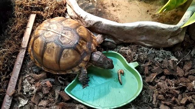 Каролинская коробчатая черепаха (Terrapene Carolina)