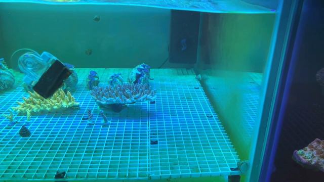 Моя Новая Система, Созревание. смотреть онлайн